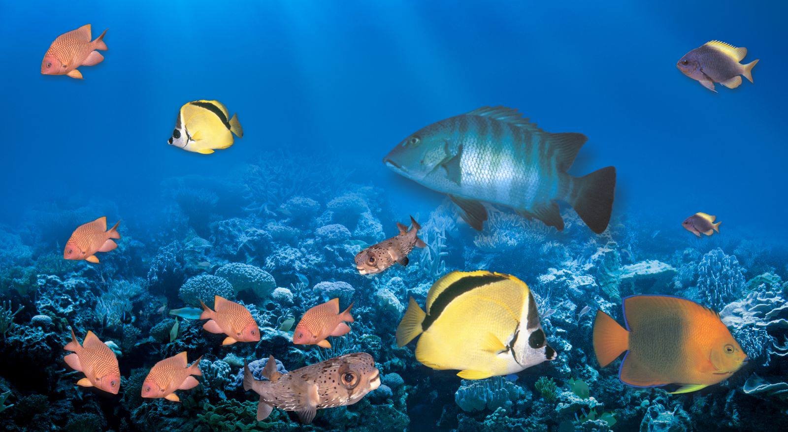 Convocatoria para Voluntarios